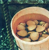 
Under the beaches, clams are there for the taking.

